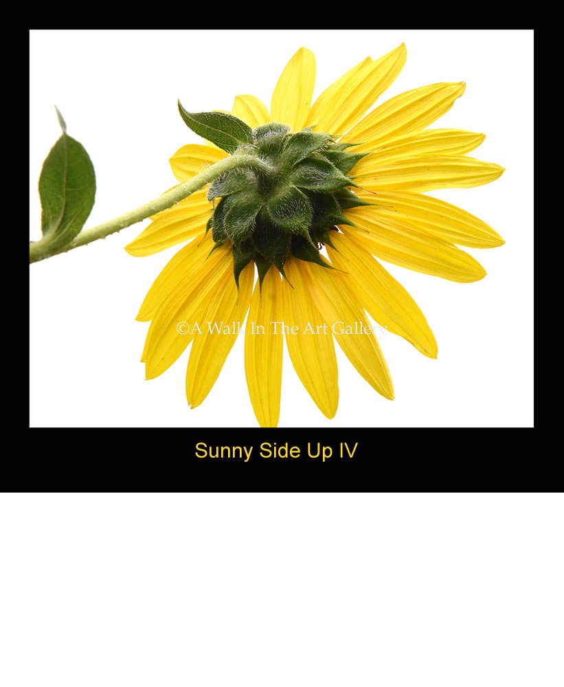 WSunny Side Up IV